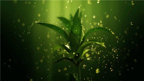 10高清影視高質(zhì)量三維動畫植物[00_00_10][20210220-152152]